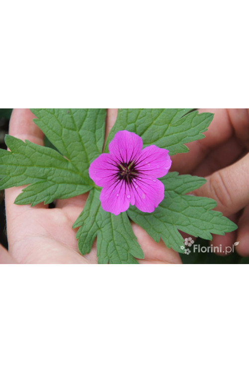 Bodziszek himalajski 'Patricia' Geranium himalayense