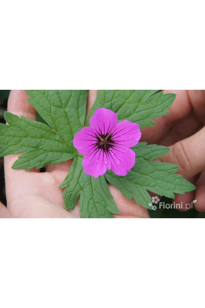 Bodziszek himalajski 'Patricia' Geranium himalayense