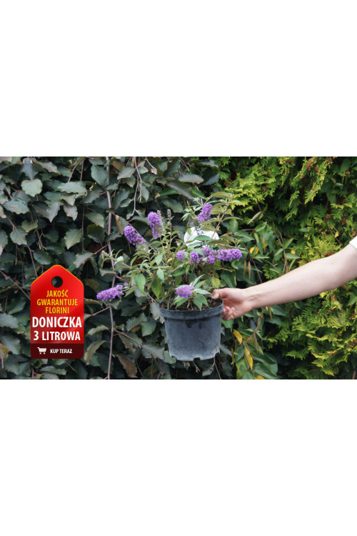 budleja, budleja velvetl, Buddleja, motyli krzew
