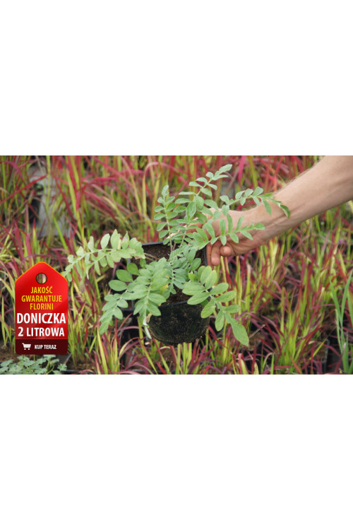 Chaber białawy | Centaurea daelbata