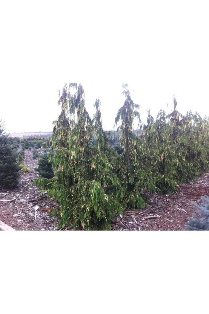 Cyprysik nutkajski 'Gloria Polonica' Chamaecyparis nootkanensis