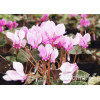 Cyklamen 'Amaze Me Pink' Cyclamen hederifolium