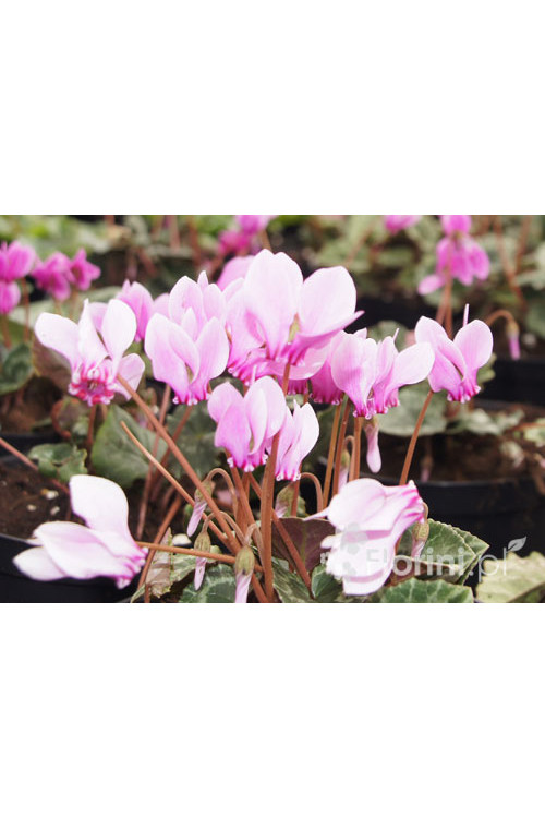 Cyklamen 'Amaze Me Pink' Cyclamen hederifolium