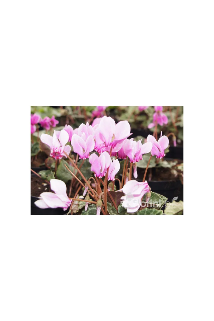 Cyklamen 'Amaze Me Pink' Cyclamen hederifolium