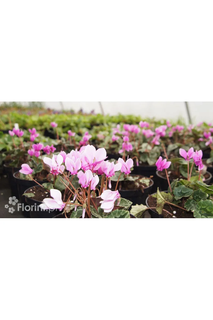 Cyklamen 'Amaze Me Pink' Cyclamen hederifolium