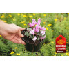 Cyklamen 'Amaze Me Pink' Cyclamen hederifolium