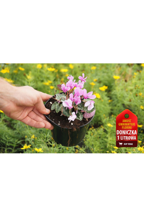 Cyklamen 'Amaze Me Pink' Cyclamen hederifolium