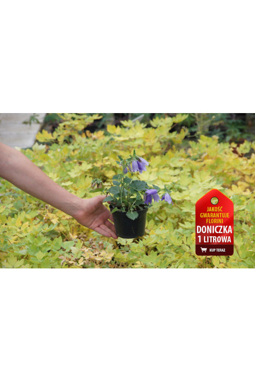 Dzwonek 'Summertime Blues' Campanula
