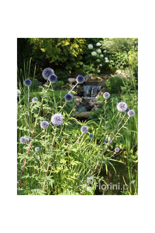 Przegorzan | Echinops