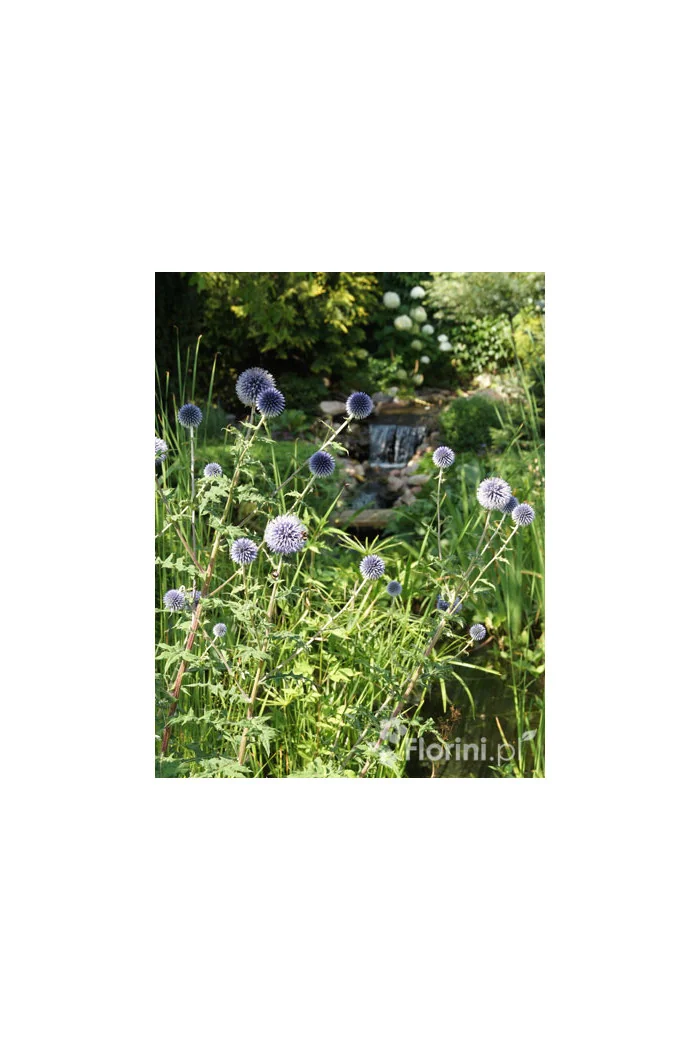 Przegorzan | Echinops