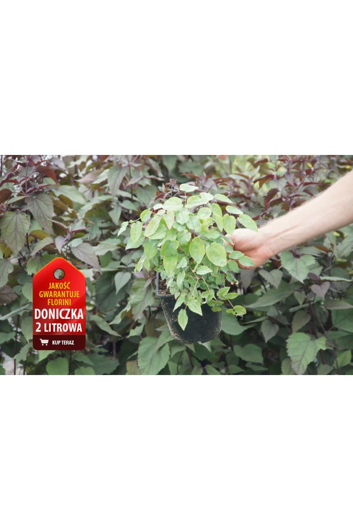 Epimedium wielkokwiatowe Epimedium grandiflorum