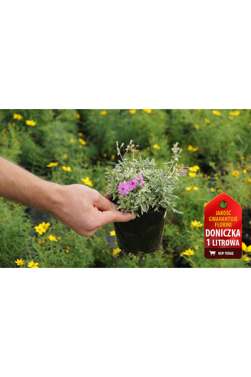 Floks wdzięczny 'Variegata' Phlox amoena