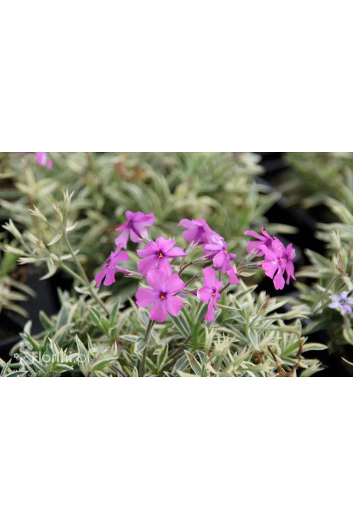 Floks wdzięczny 'Variegata' Phlox amoena