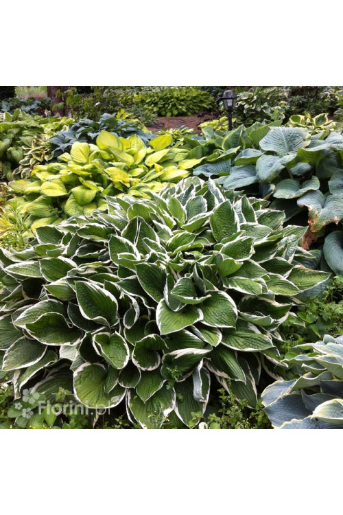 Funkia 'Francee' | Hosta