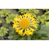 Gailardia 'Sunny Wheeler' Gaillardia