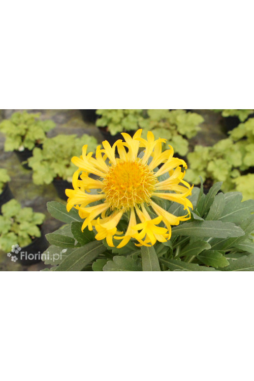 Gailardia 'Sunny Wheeler' Gaillardia