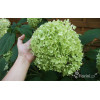 Hortensja drzewiasta 'Incrediball' (Strong Anabelle) | Hydrangea arborescens