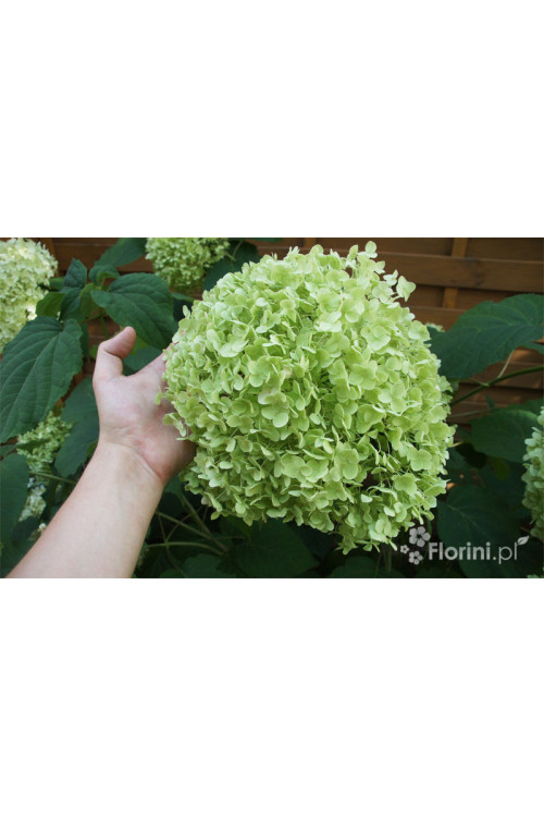 Hortensja drzewiasta 'Incrediball' (Strong Anabelle) | Hydrangea arborescens
