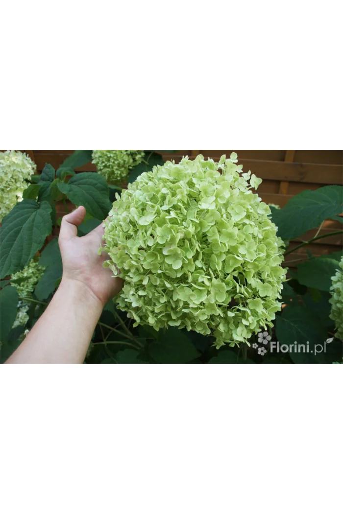 Hortensja drzewiasta 'Incrediball' (Strong Anabelle) | Hydrangea arborescens