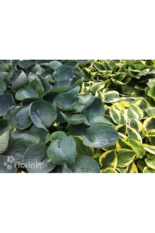 Funkia 'Abiqua Drinking Gourd' Hosta