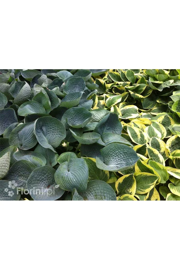 Funkia 'Abiqua Drinking Gourd' Hosta