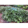 Funkia 'Francee' | Hosta