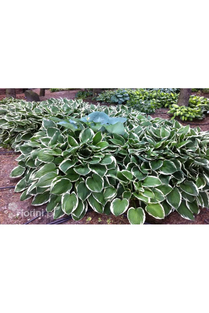 Funkia 'Francee' | Hosta