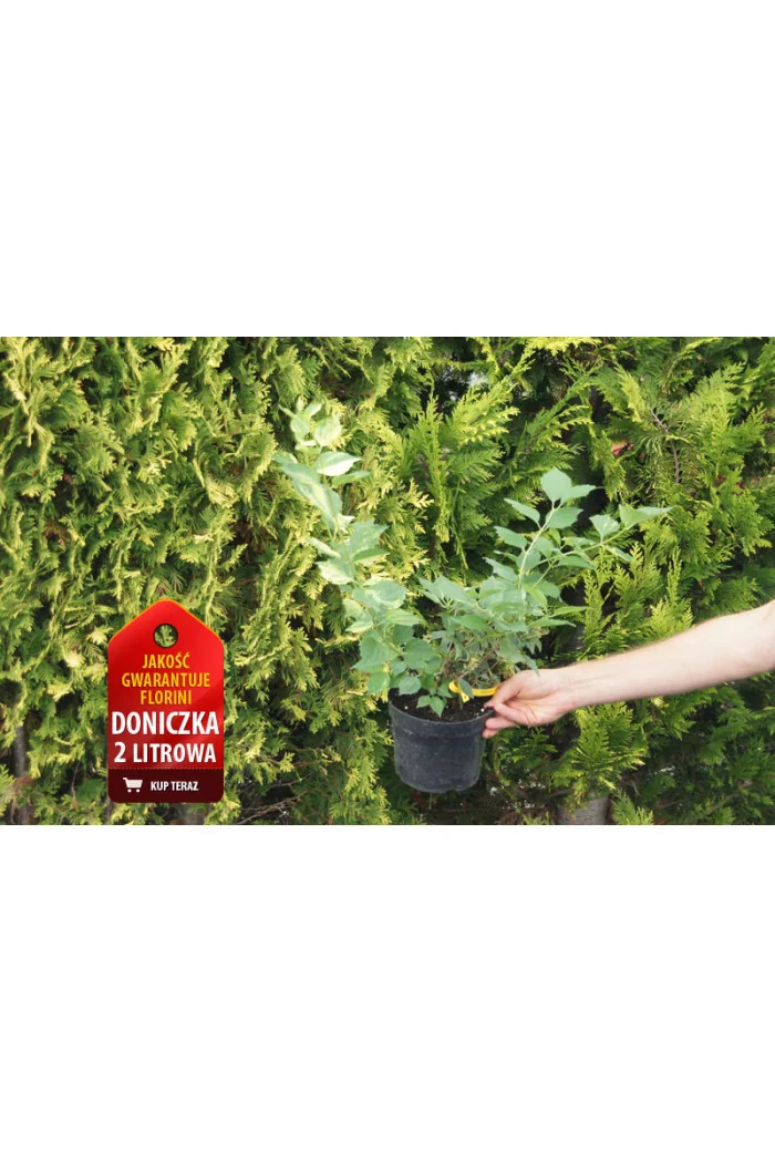 Jaśminowiec 'Innocence' Philadelphus