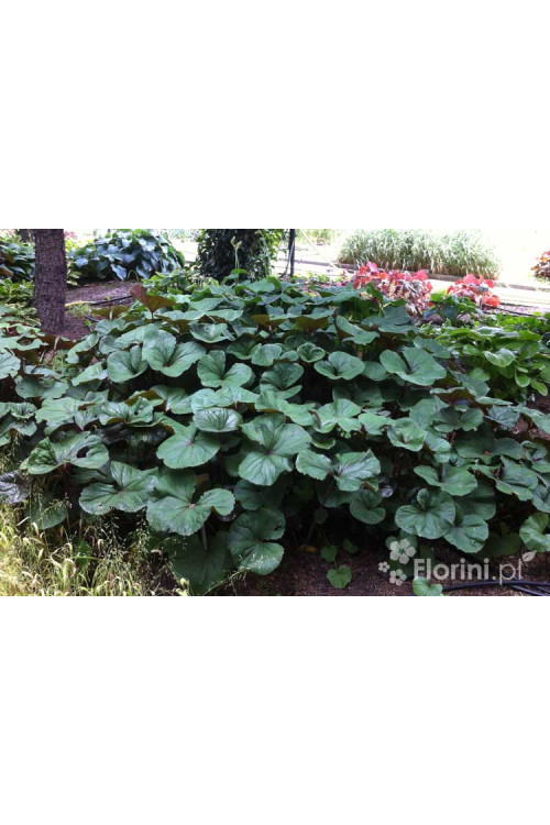 Języczka pomarańczowa 'Desdemona' | Ligularia dentata