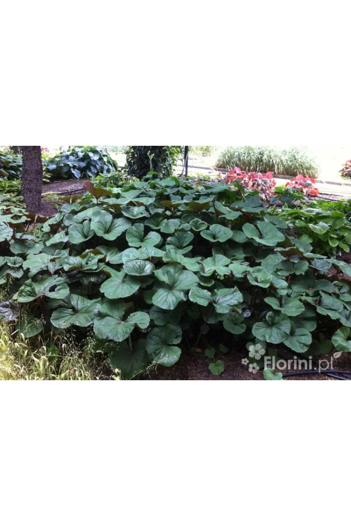 Języczka pomarańczowa 'Desdemona' | Ligularia dentata