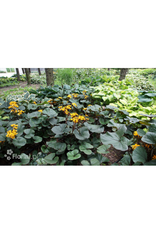 Języczka pomarańczowa 'Desdemona' | Ligularia dentata