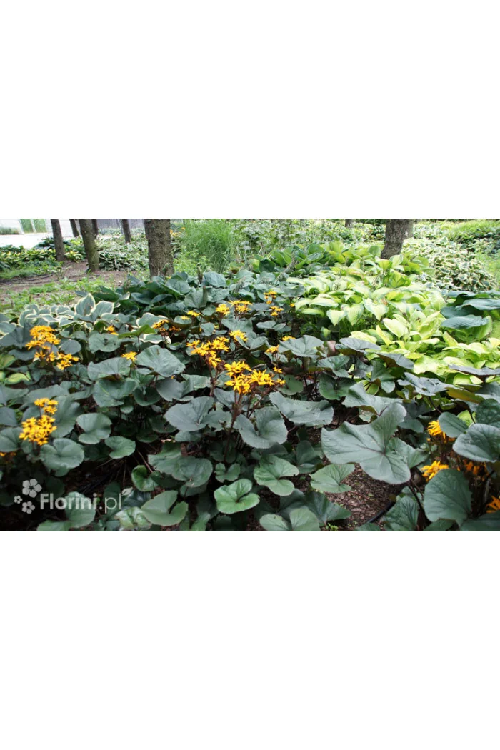 Języczka pomarańczowa 'Desdemona' | Ligularia dentata