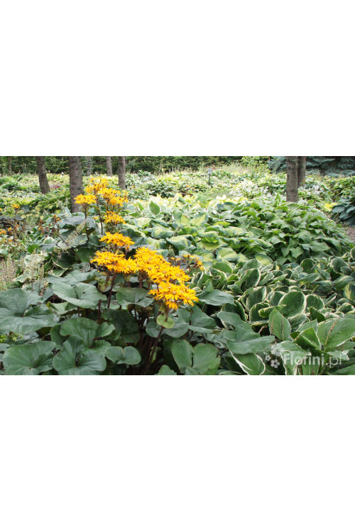 Języczka pomarańczowa 'Desdemona' | Ligularia dentata