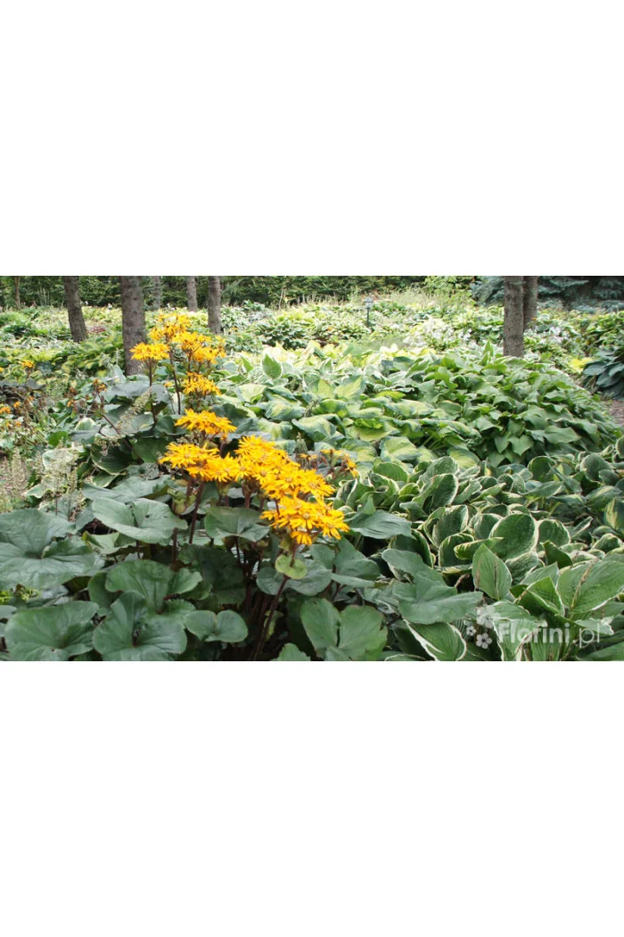 Języczka pomarańczowa 'Desdemona' | Ligularia dentata