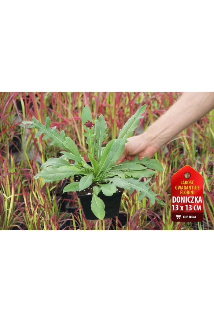 Knautia 'Red Knight' | Knautia macedonica