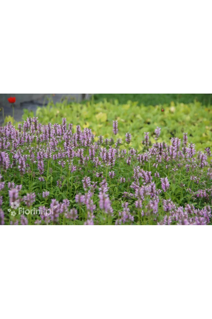 Kocimiętka żyłkowana 'Pink Cat' | Nepeta nervosa