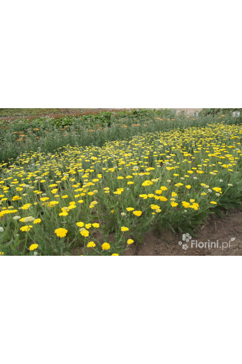 Krwawnik ogrodowy 'Schwellenburg' Achillea millefolia