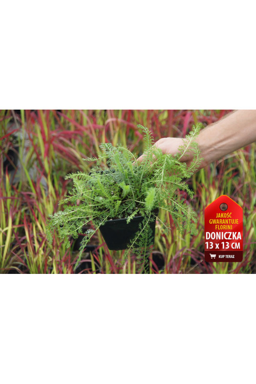 Krwawnik pospolity 'Kirchkoenigin' | Achillea millefolia