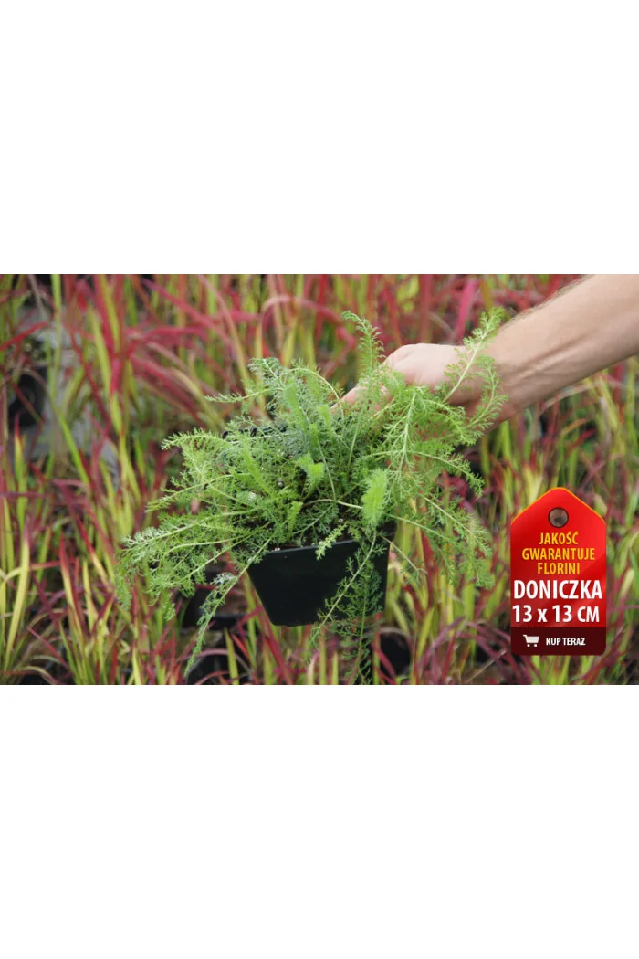 Krwawnik pospolity 'Kirchkoenigin' | Achillea millefolia