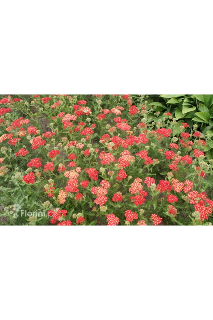 Krwawnik pospolity 'Paprika' | Achillea millefolia