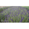 Lawenda wąskolistna | Lavandula angustifolia