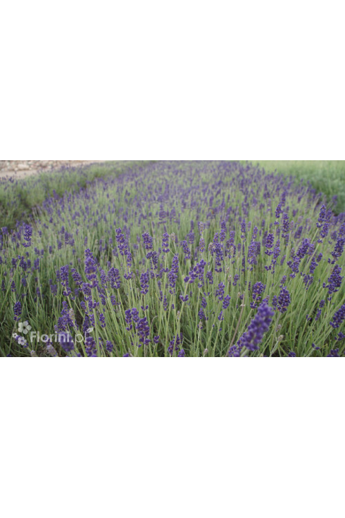 Lawenda wąskolistna | Lavandula angustifolia