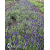 Lawenda wąskolistna | Lavandula angustifolia