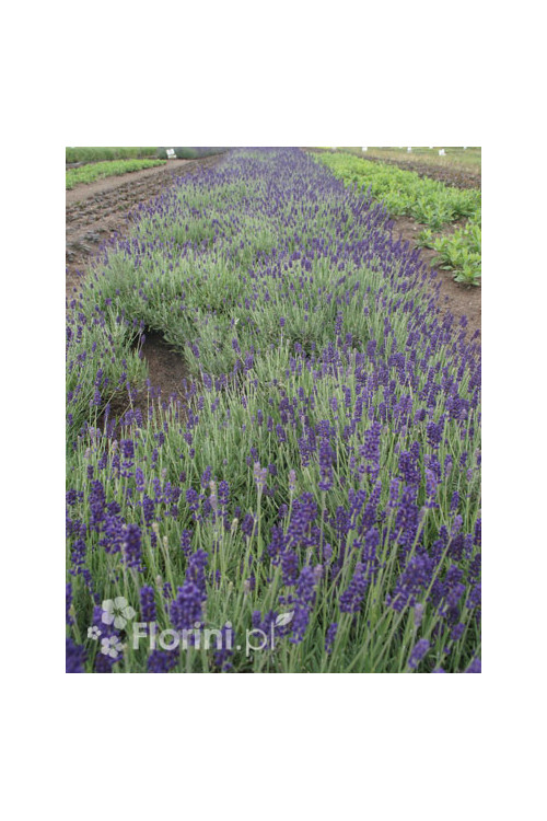 Lawenda wąskolistna | Lavandula angustifolia