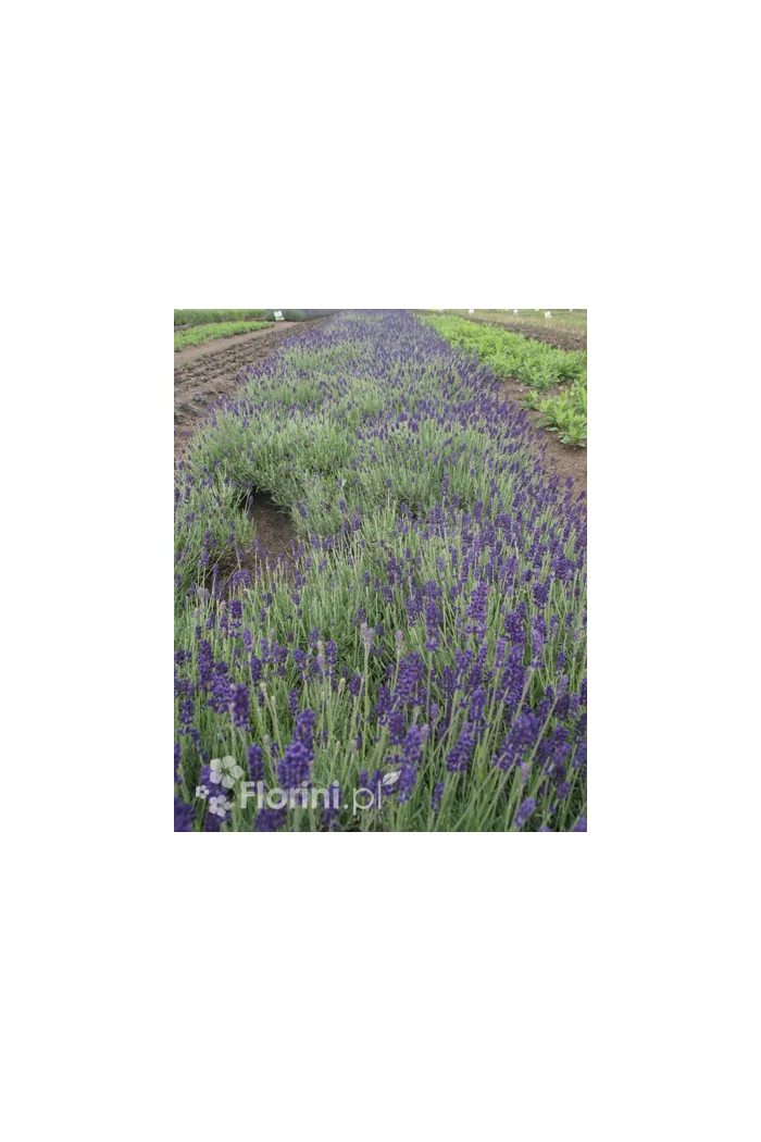 Lawenda wąskolistna | Lavandula angustifolia