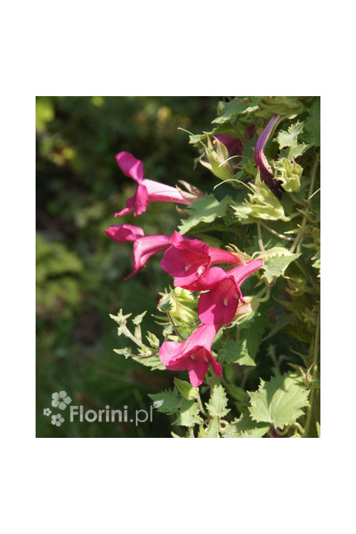 Lofos 'Wine Red' | Lophospermum erubescens