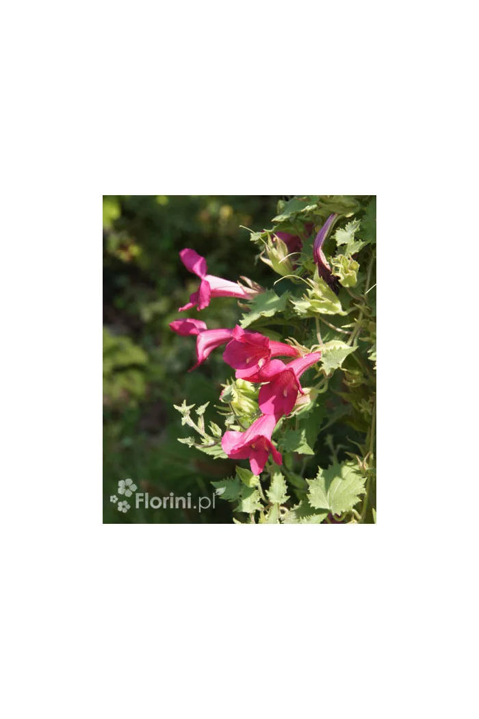 Lofos 'Wine Red' | Lophospermum erubescens