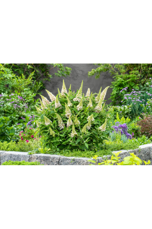 Budleja 'Butterfly Candy Little White' | Buddleja dawidii