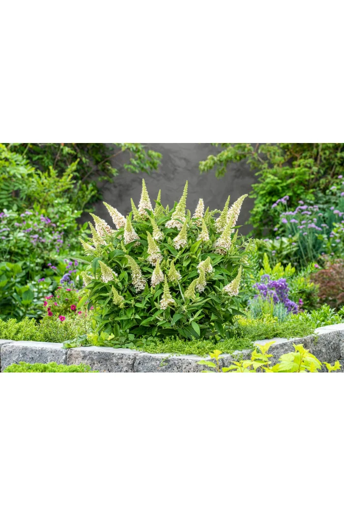 Budleja 'Butterfly Candy Little White' | Buddleja dawidii