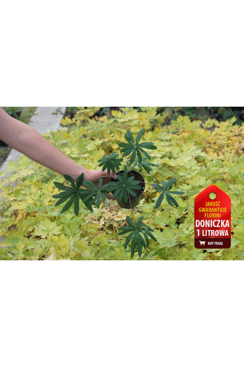 Łubin 'Gladiator' Lupinus